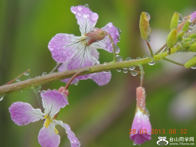 flower 2037_.jpg