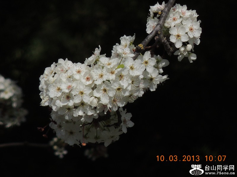 flower 1051_.jpg