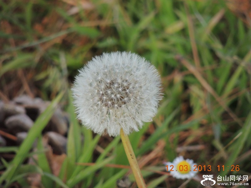 flower 1237_.jpg