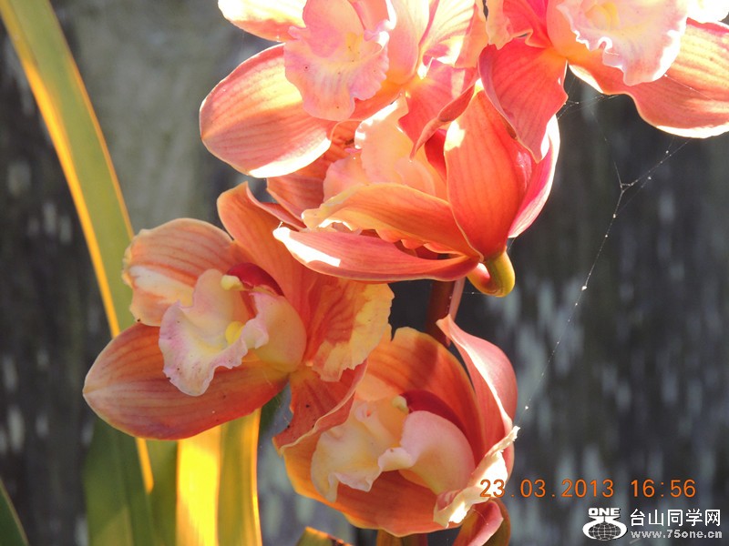 flower 1751_.jpg