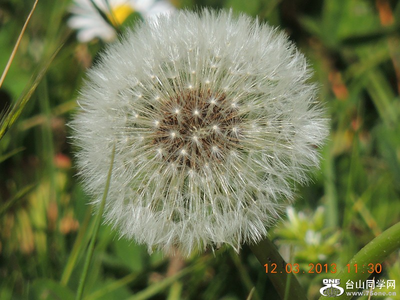 flower 1249_.jpg
