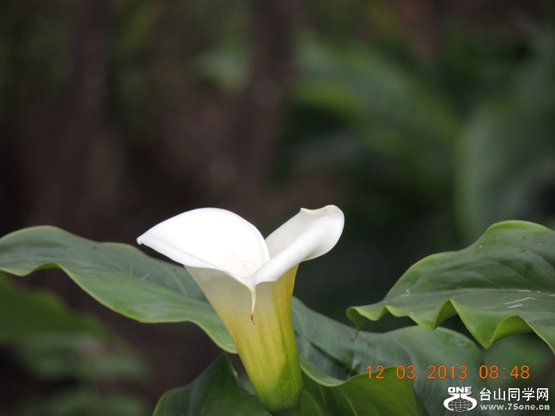 flower 1131_.jpg