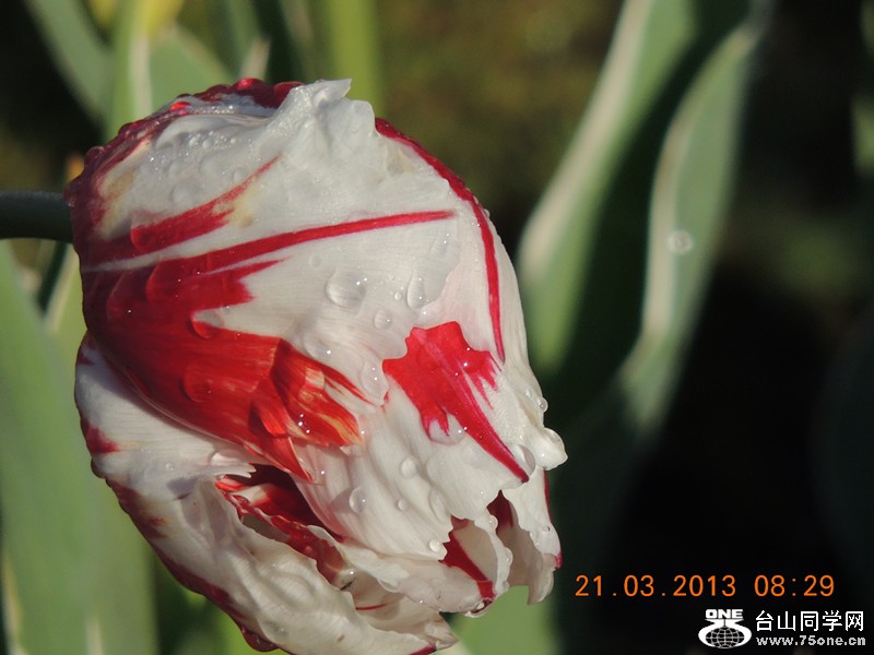 flower 1471_.jpg