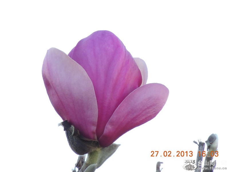 flower 653_.jpg