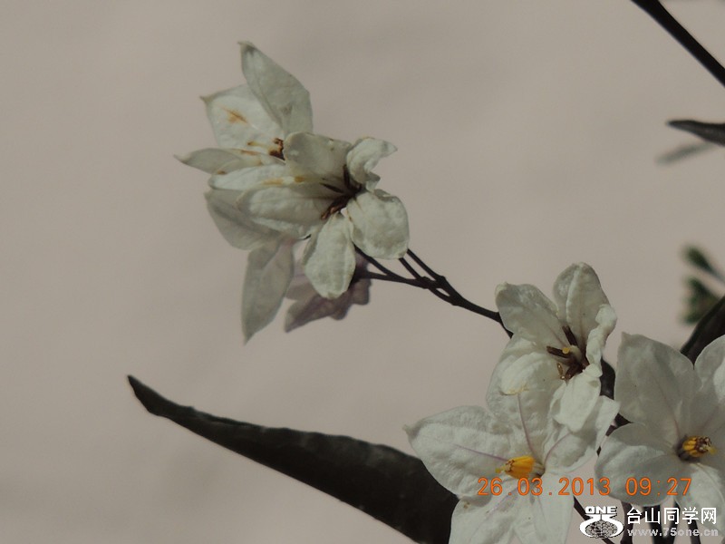 flower 1906_.jpg