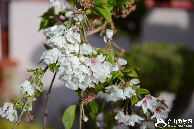 flower 828_.jpg
