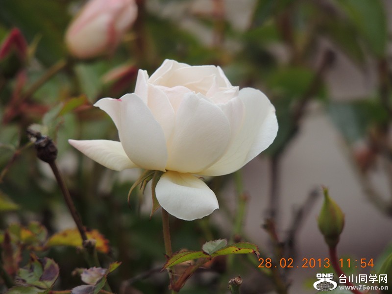 flower 708_.jpg