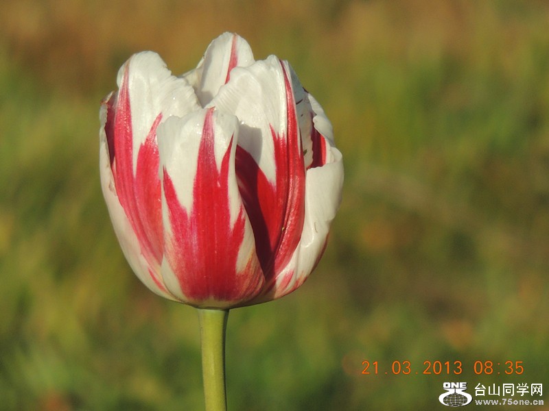 flower 1494_.jpg