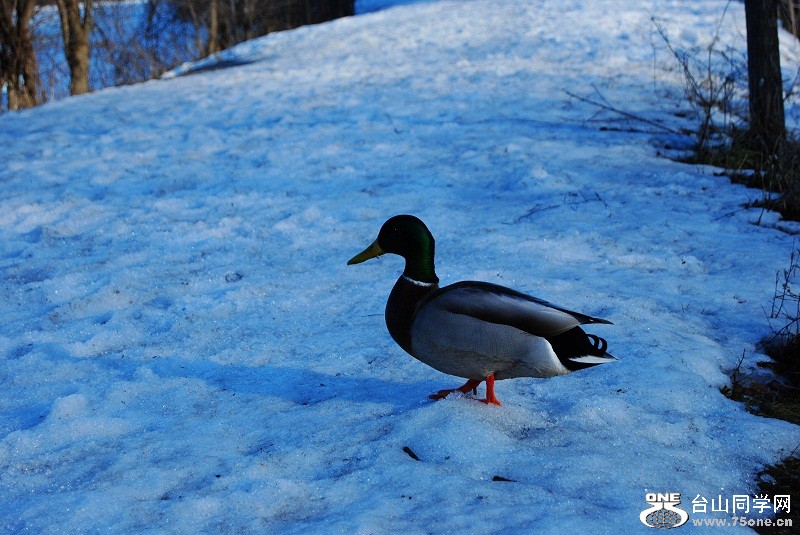DSC_0054.JPG