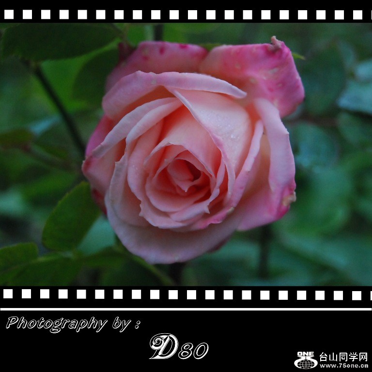 rose5.jpg