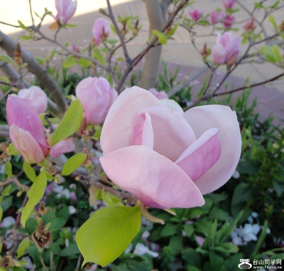 DSC05311-dz.jpg
