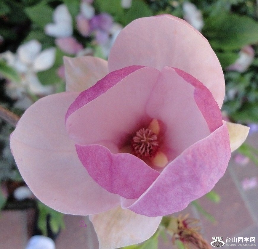 DSC05306-dz.jpg
