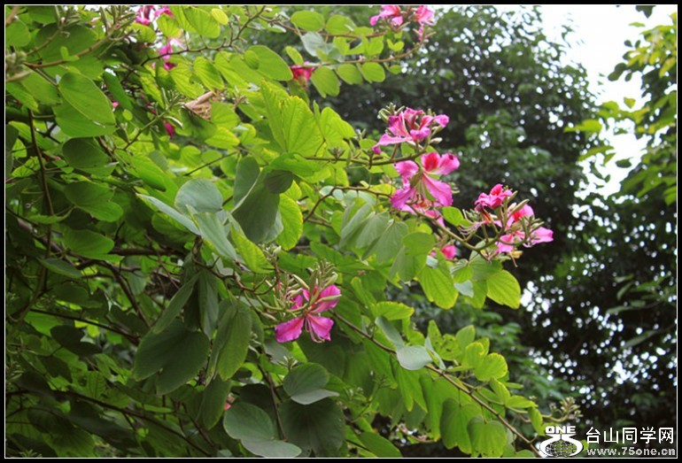 20091118192238_conew194.jpg