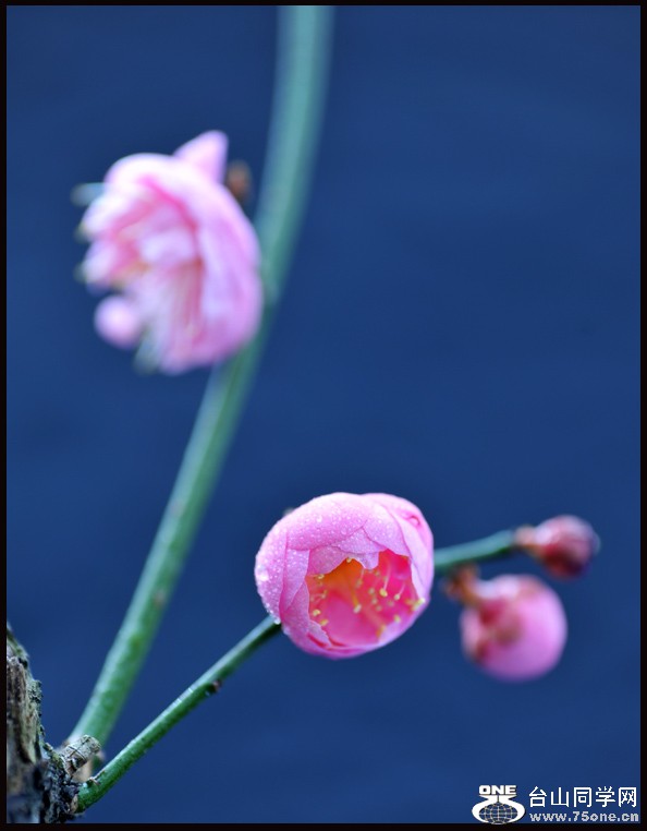 DSC_0877.jpg