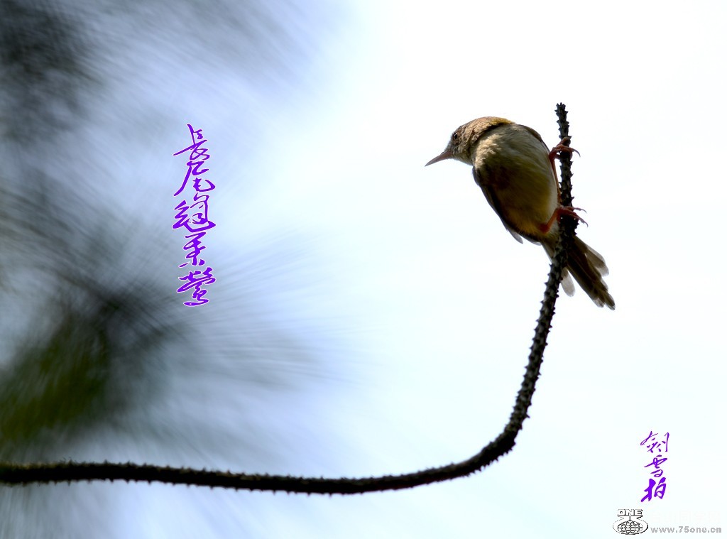 DSC_2606_conew1.jpg