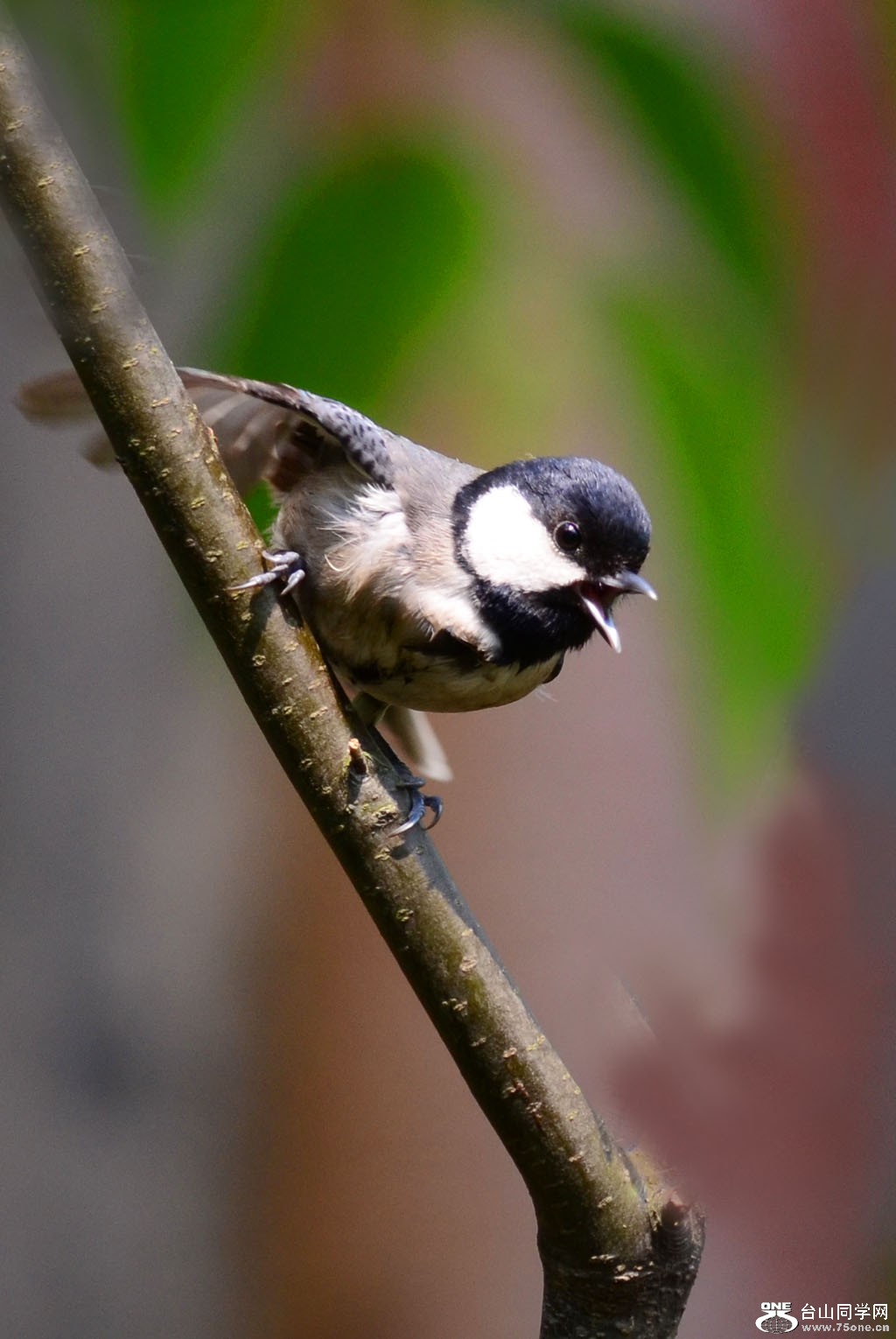 DSC_6326.jpg