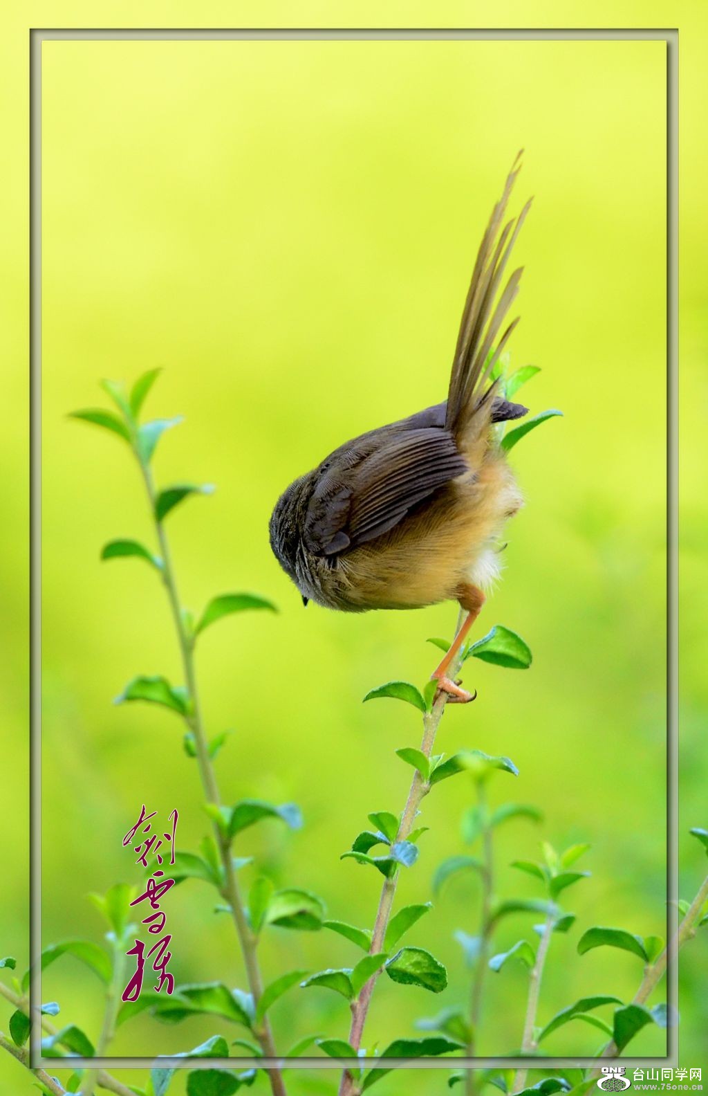 DSC_8334_conew1.jpg