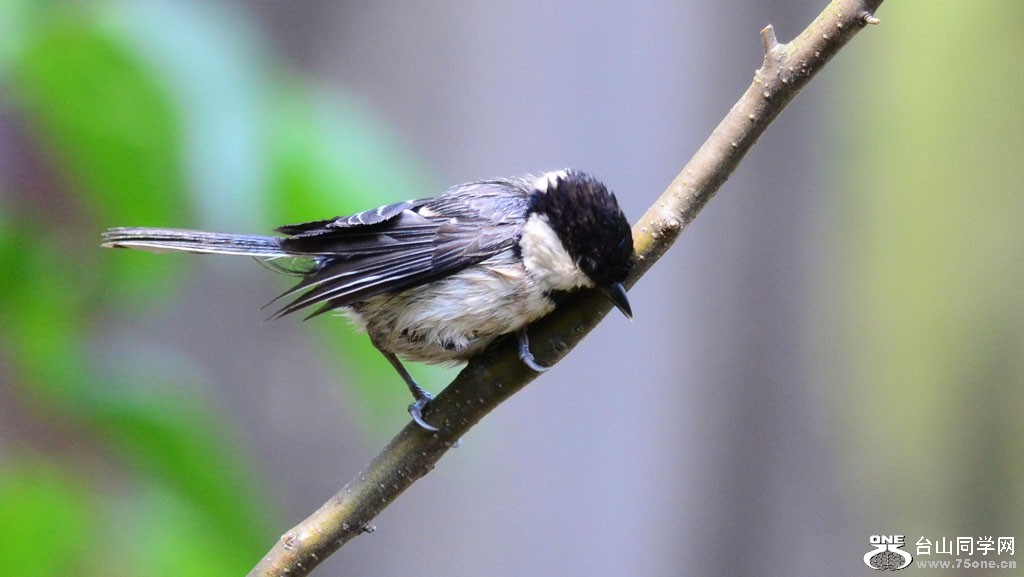 DSC_6559.jpg