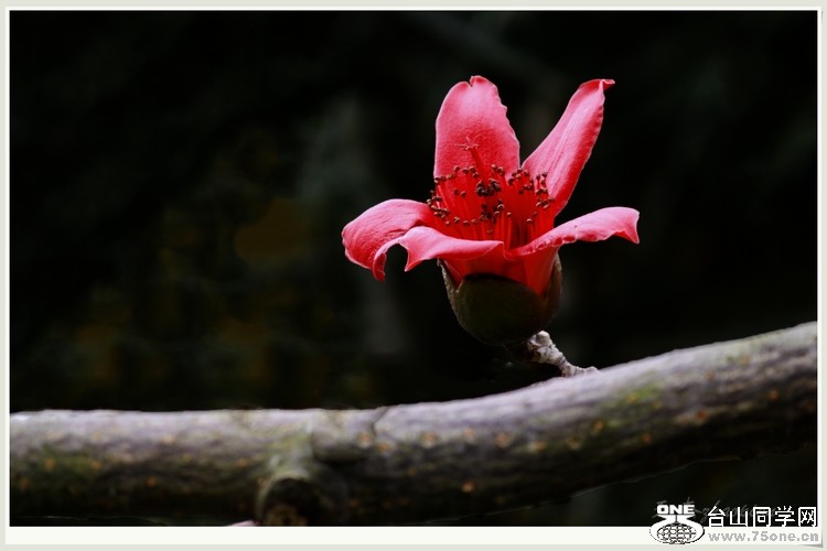 IMG_1574-A.jpg