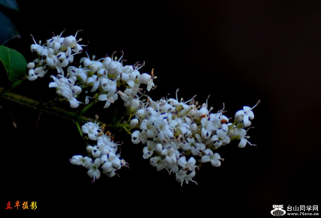 DSC_6804.JPG