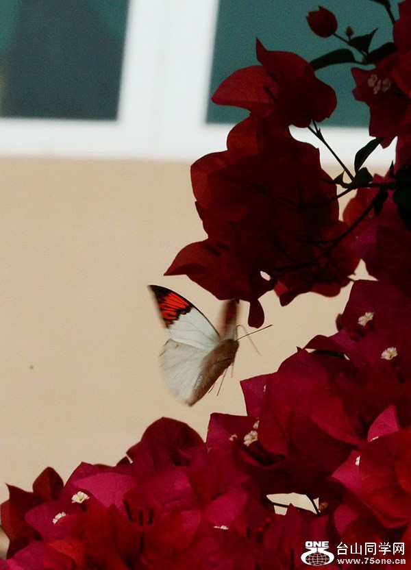 DSC_4485.JPG