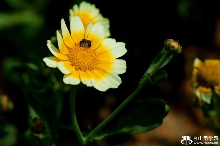 DSC_2194a.jpg