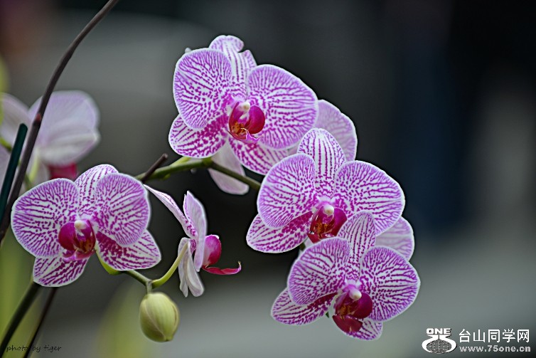 DSC_4275_HZPsen.jpg