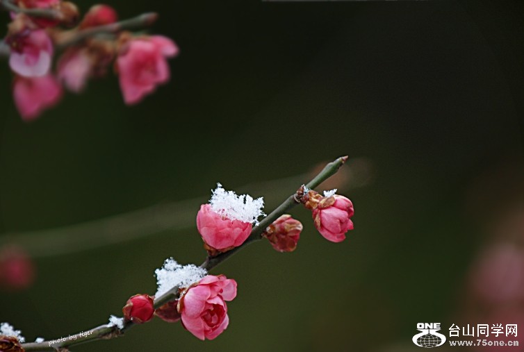 DSC_2434s_HZPsen.jpg