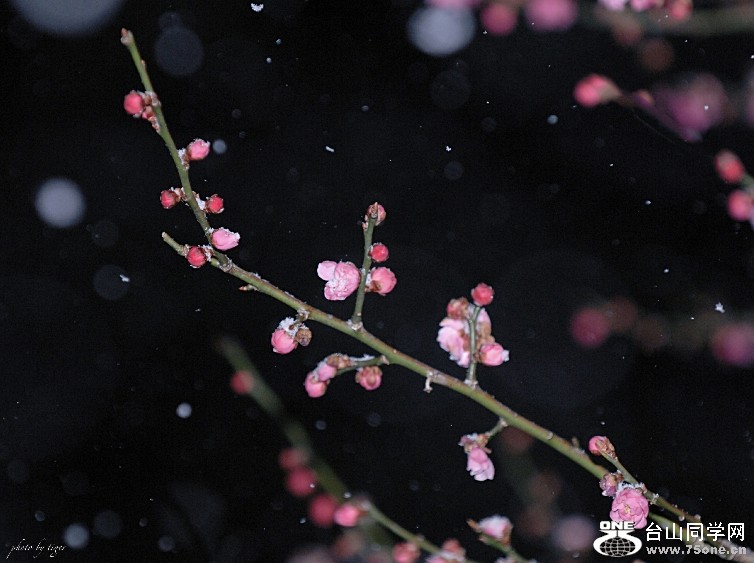untitled12345sen.jpg
