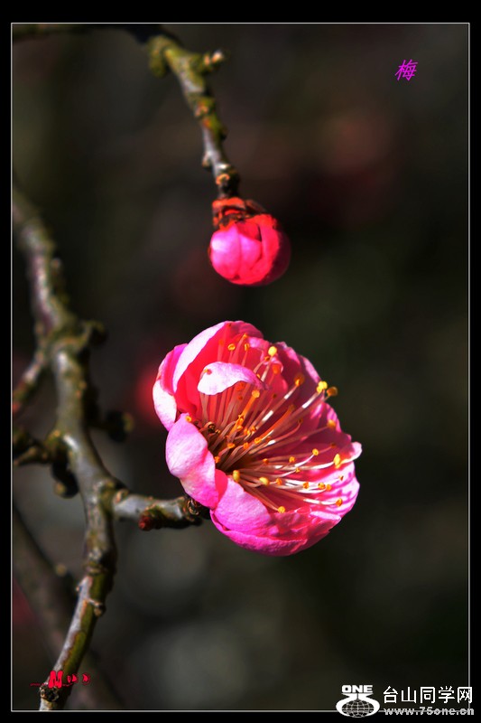 DSC_0233.jpg