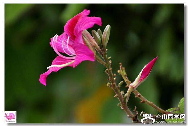 DSC_3873_conew1.jpg