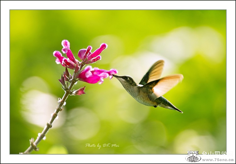 DSC_5079C.jpg