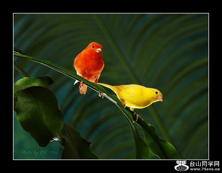 Canary RY IIC.jpg