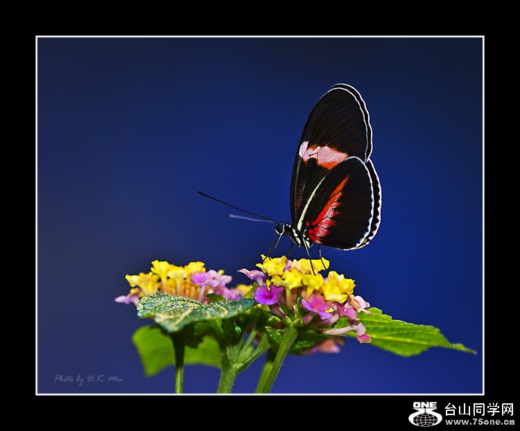 DSC_4975C.jpg