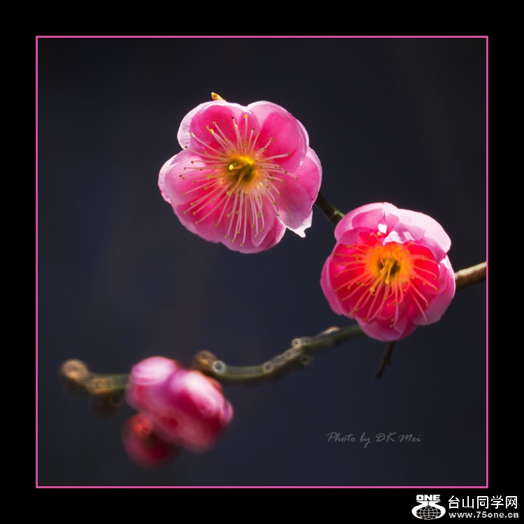 DSC_8789C.jpg