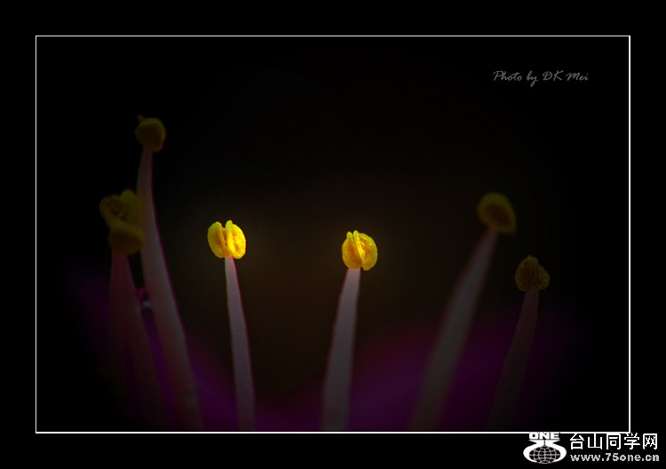 DSC_8833C.jpg