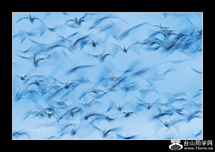 DSC_8250C.jpg