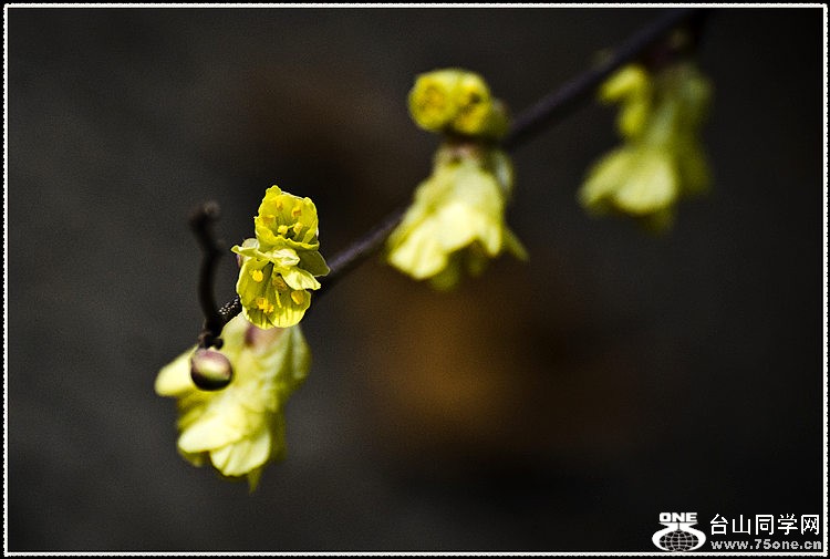 _DSC7475.jpg