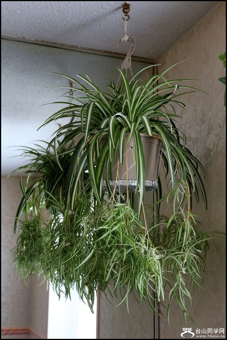 conew_conew_2Ƭ 032_conew1[1].jpg