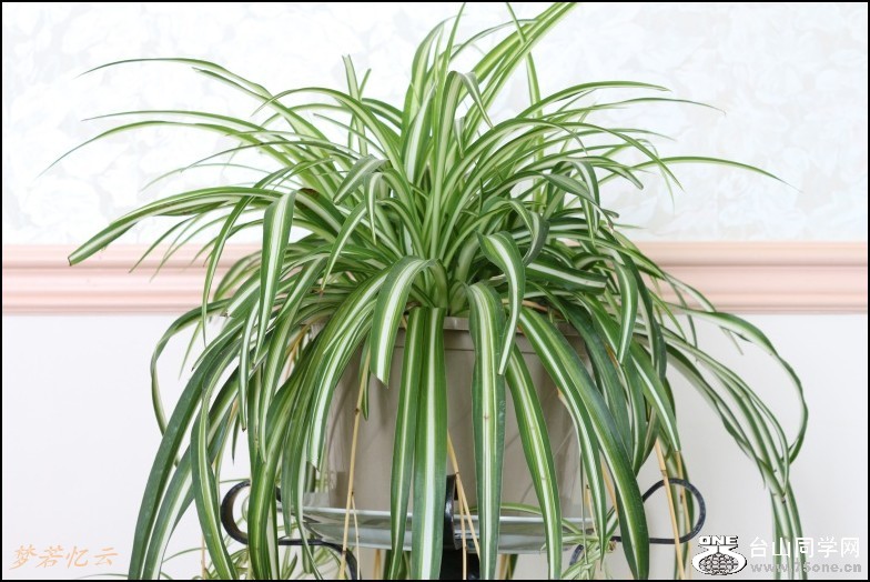 conew_2Ƭ 048_conew1[1].jpg