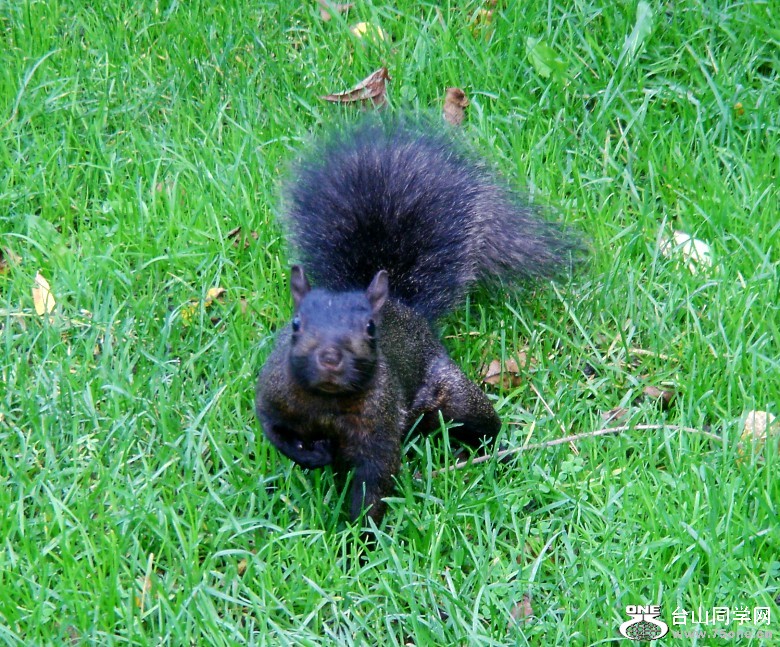 DSC01878_conew1.jpg