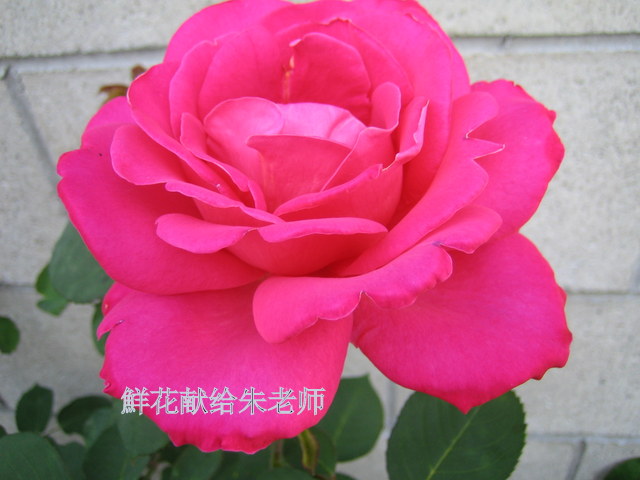 IMG_6611-002.JPG