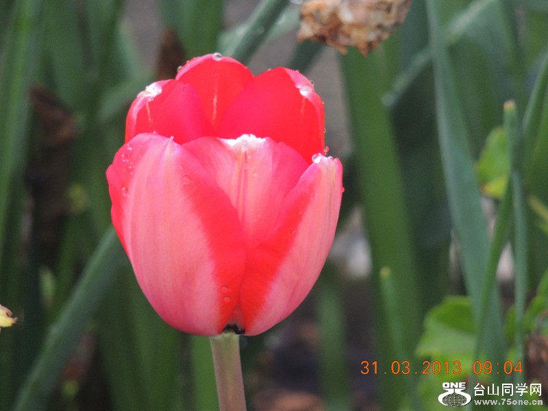 flower 2292_.jpg