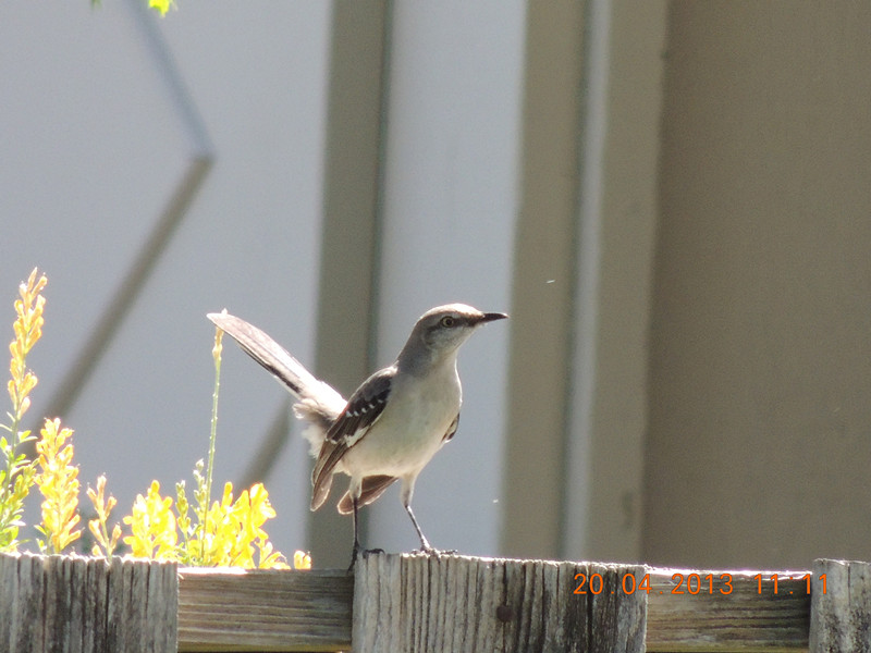 bird 2150_.jpg