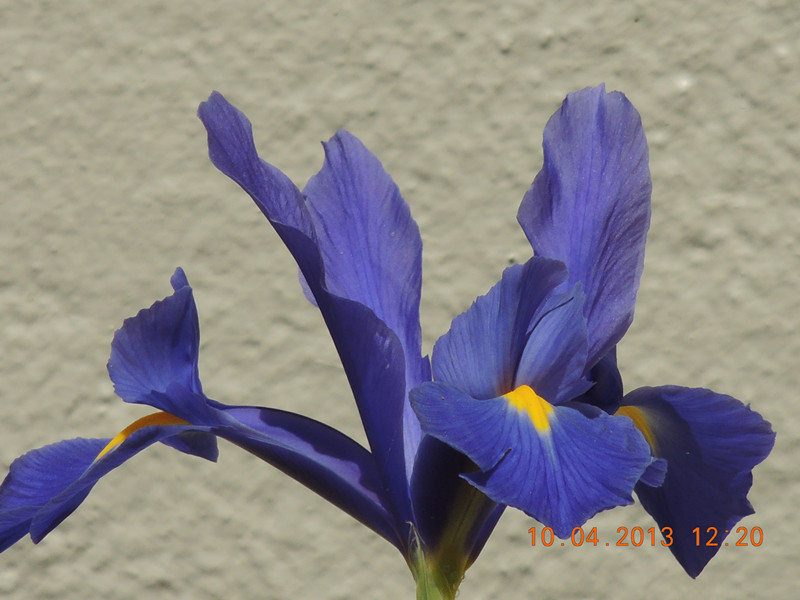 flower 2592_.jpg