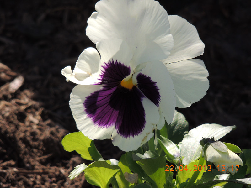 flower 3000_.jpg