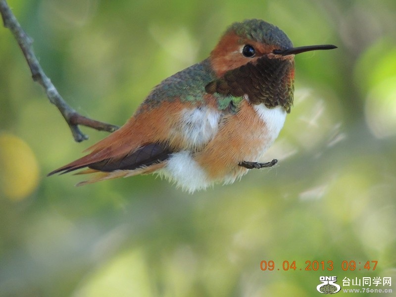 bird 1995_.jpg