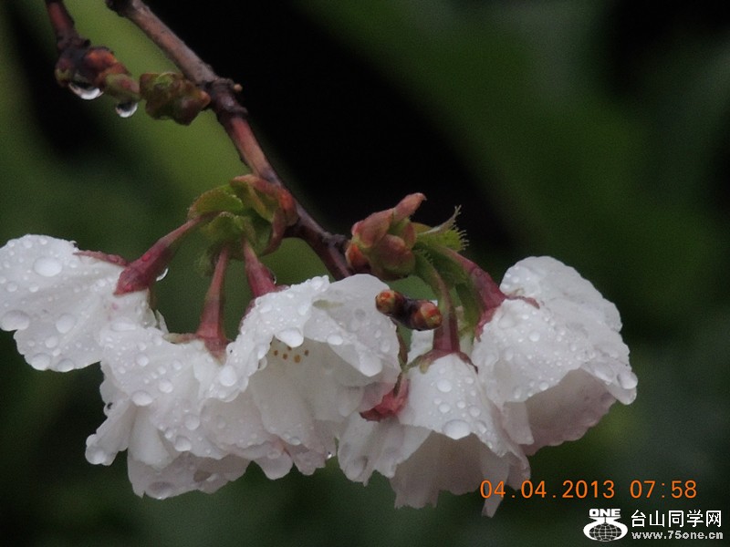 flower 2490_.jpg