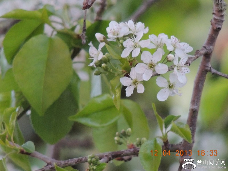 flower 2722_.jpg