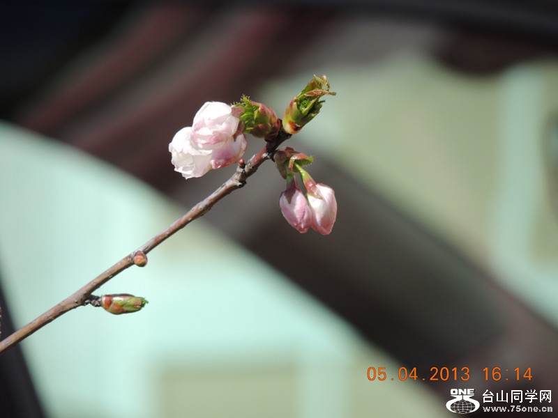 flower 2530_.jpg